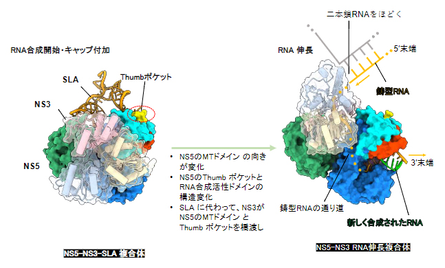 RNA合成開始複合体からRNA伸長複合体への構造変化の図