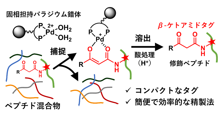 固相担持パラジウム錯体を用いたβ-ケトアミド修飾ペプチドの精製の図