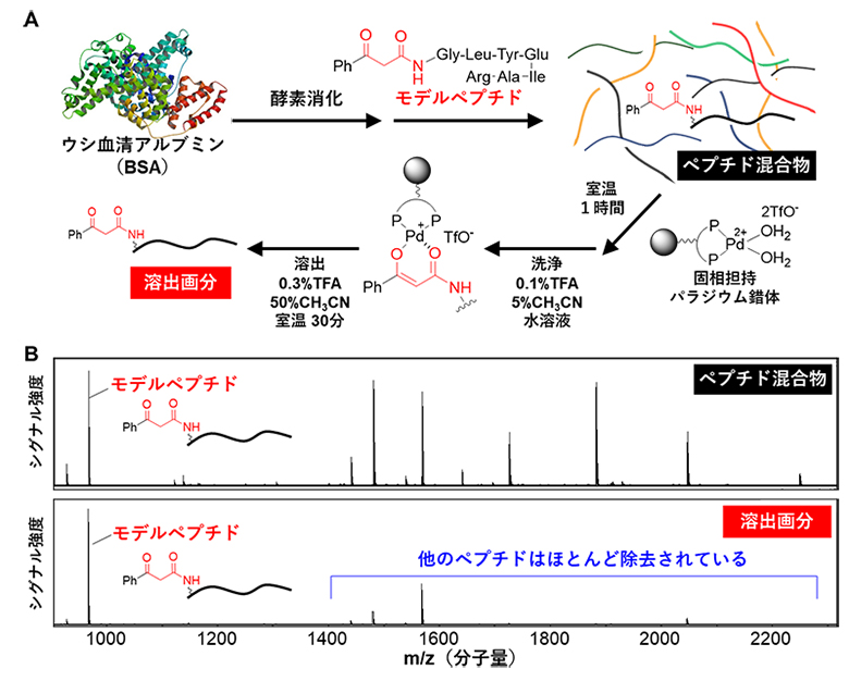 ウシ血清アルブミン(BSA)酵素消化物中からのモデルペプチドの精製の図