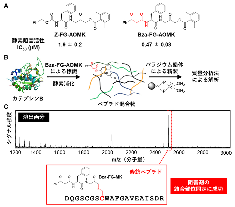本精製手法のカテプシンB阻害剤の結合部位同定への応用の図