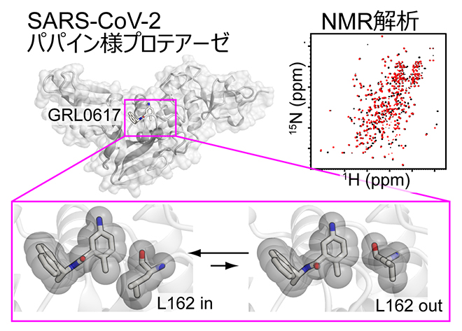 NMR法により明らかにした阻害剤結合ポケットの構造的柔軟性の図