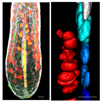 マウス毛球部の蛍光顕微鏡像、毛母細胞（赤）と毛乳頭マイクロニッチ（青系）の画像