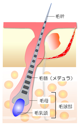 毛包の構造の図