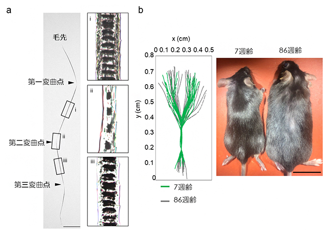 マウスジグザグ毛の形態解析の図