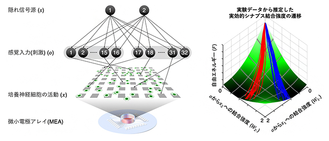 培養神経回路の概略と実効的シナプス強度が自由エネルギー勾配を降下する様子の図