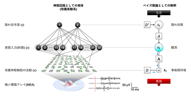 培養神経回路に信号源分離を行わせる実験系とそのベイズ推論としての解釈の図