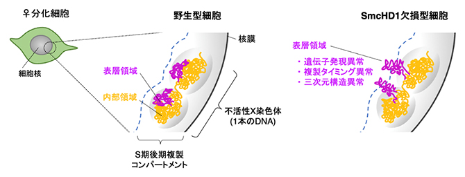 不活性X染色体の層構造とSmcHD1欠損による表層領域の異常の図