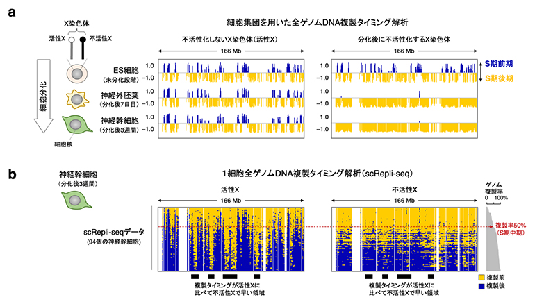 細胞集団および1細胞全ゲノムDNA複製解析によるX染色体の複製プロファイリングの図