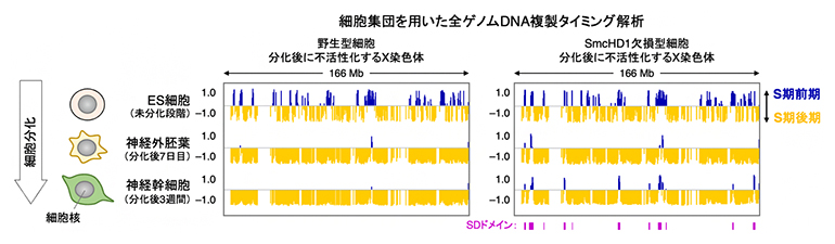 野生型およびSmcHD1欠損型細胞の不活性X染色体の複製プロファイリングの図