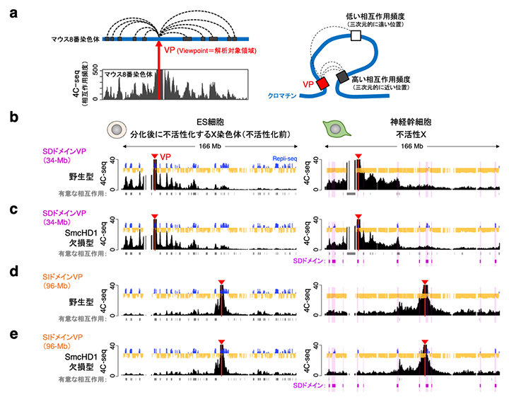 4C-seq法による野生型およびSmcHD1欠損型細胞のX染色体の3次元構造解析の図