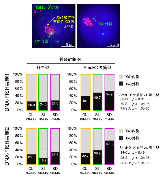 不活性XのDNA-FISH解析の図