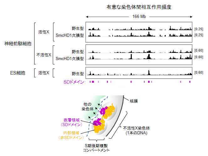 野生型およびSmcHD1欠損型細胞の活性Xと不活性Xの染色体間相互作用頻度の分布の図