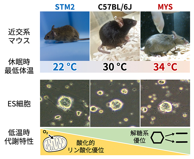 3系統のマウスの休眠時の低体温と、ES細胞の低温培養時の代謝特性の比較の図