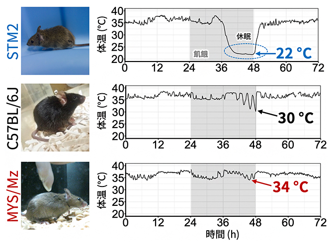 近交系マウス間で異なる飢餓性休眠の表現型の図