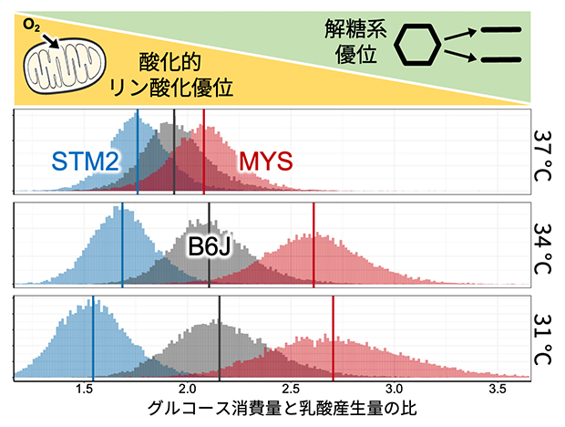 グルコース消費量と乳酸産生量の比の図