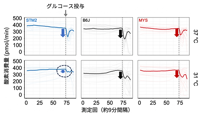 培養温度で変化する肝臓切片の代謝様式の図