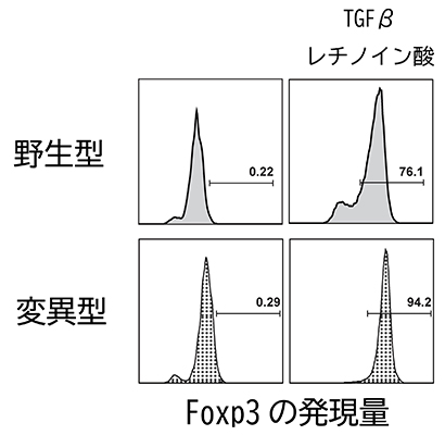 制御性T細胞の誘導にはRARαの転写因子としての働きは不要の図