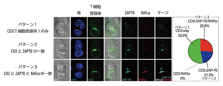 RARαとT細胞受容体の局在の図