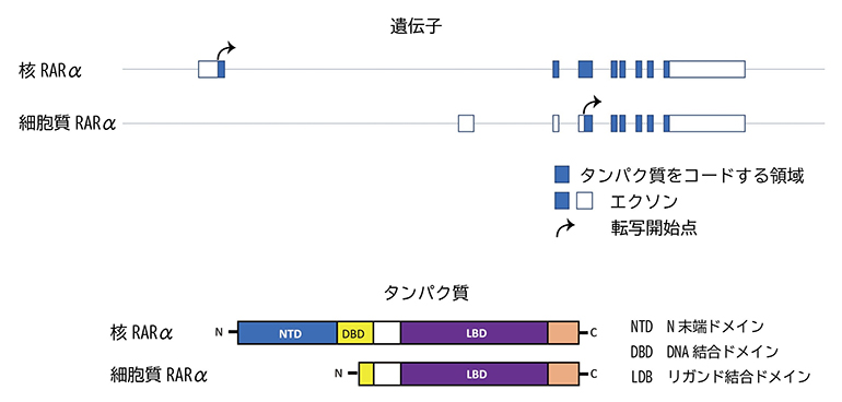 核RARαと細胞質RARαの遺伝子とタンパク質の比較の図
