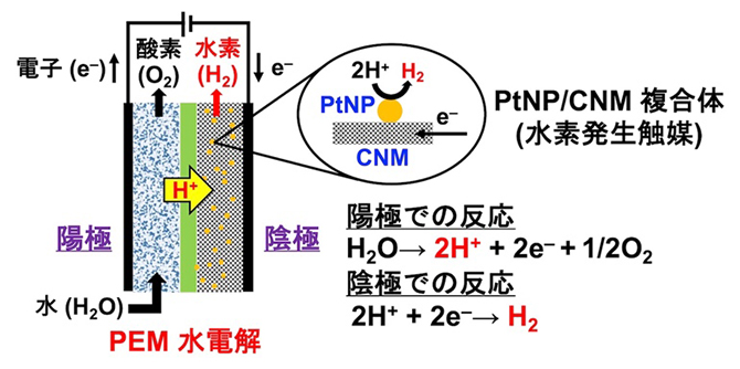 PtNP/CNM複合体をプロトン交換膜（PEM）水電解の陰極に用いた水素発生触媒の図