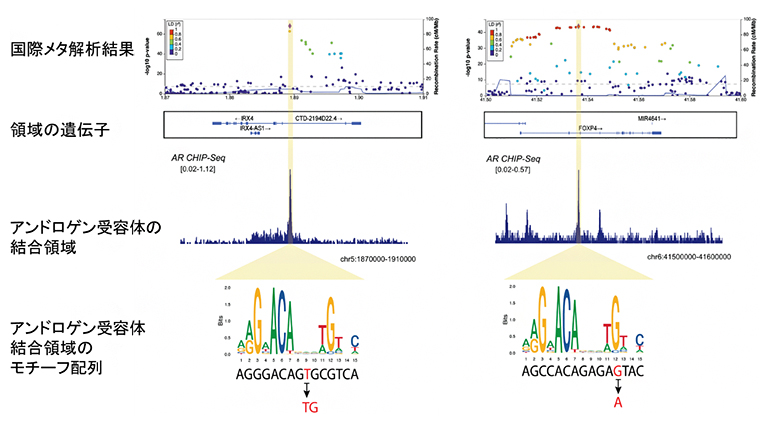 国際メタ解析でアンドロゲン受容体結合領域に検出されたSNPの図