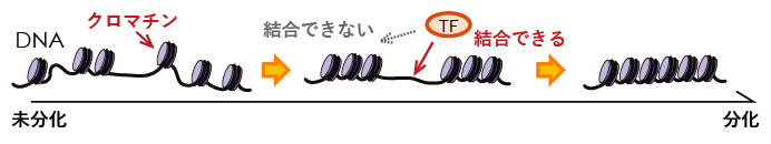 クロマチン構造と細胞分化の関係を示す概念図の画像