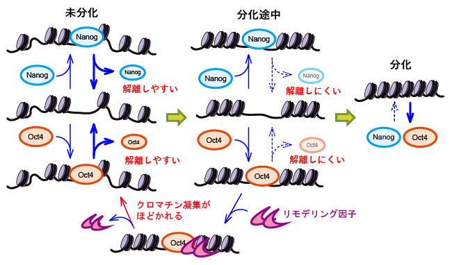 本研究結果から提案されるNanogとOct4の作業仮説「負のフィードバック機構」の図