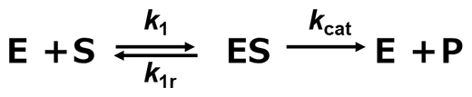 酵素のモデルとなる反応機構の図