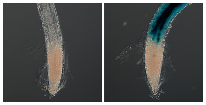 小胞体ストレス処理を施す前後のシロイヌナズナの根の図
