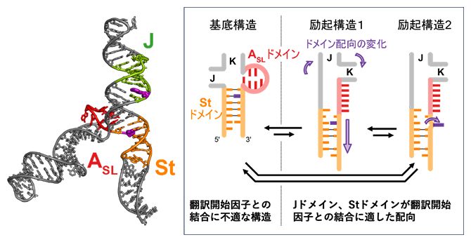 三つの構造を行き来する脳心筋炎ウイルスRNA5'非翻訳領域の動的構造平衡の図