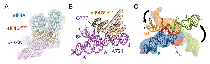 J-K-St/eIF4GHEAT1複合体のクライオ電子顕微鏡構造の図