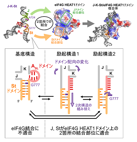 Stドメイン、ASLドメインの構造平衡とeIF4GHEAT1への結合の図