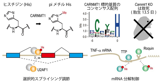 CARNMT1によるタンパク質のヒスチジン残基（His）のpiメチル化修飾の図