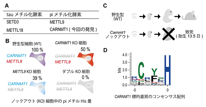 タンパク質Hisのpiメチル化酵素として、CARNMT1を同定の図