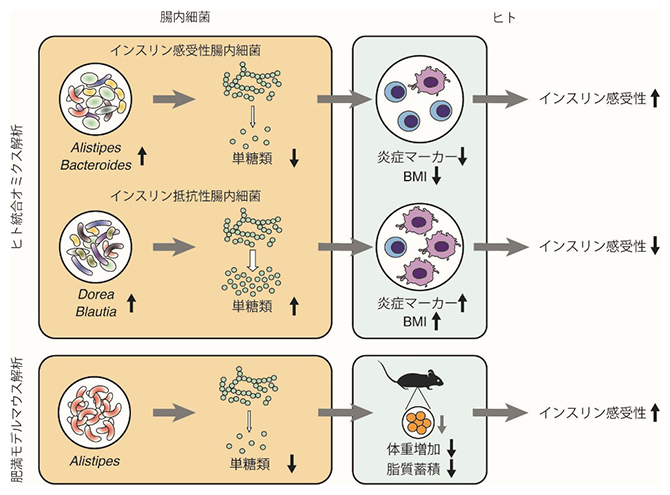 統合オミクス解析によるインスリン抵抗性に関連する腸内細菌の同定の図
