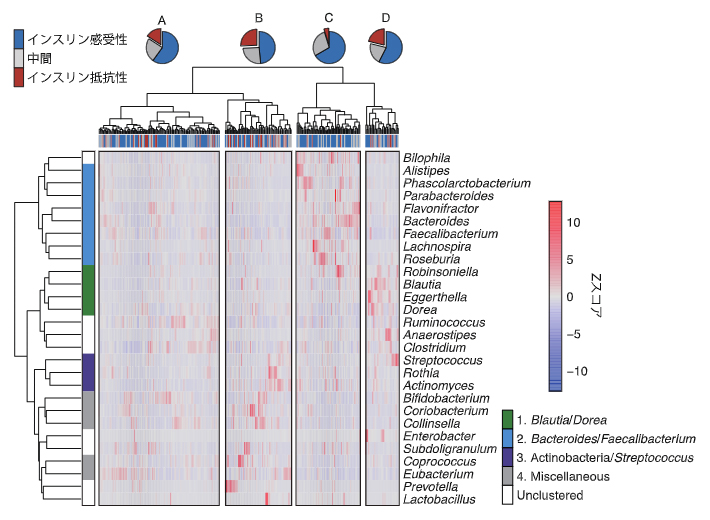四つの腸内細菌パターンとインスリン抵抗性との関連の図