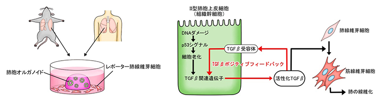 肺胞オルガノイドモデルを用いた肺線維化誘導プロセスの解明の図