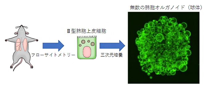 肺胞オルガノイドの作製の図