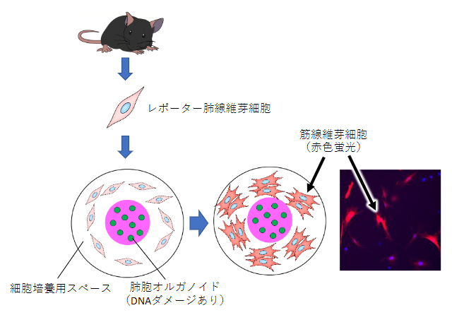 上皮障害による線維化誘導のライブイメージングの図