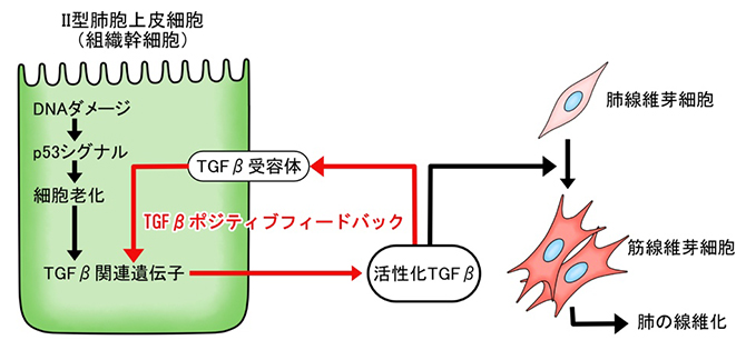 Ⅱ型肺胞上皮細胞が起点となった、炎症に依存しない肺線維化誘導プロセスの機序の図