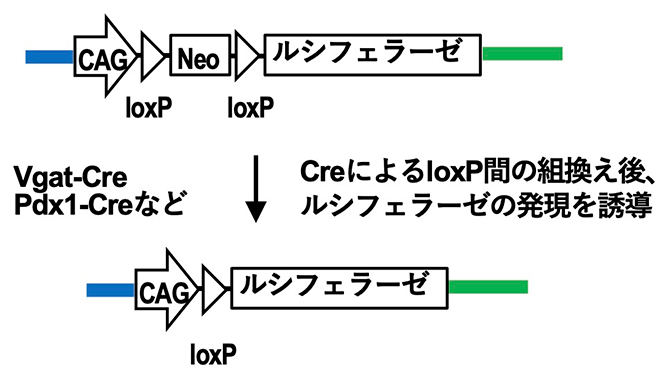 Cre-loxPシステムの部位特異的組換え技術でルシフェラーゼを発現の図
