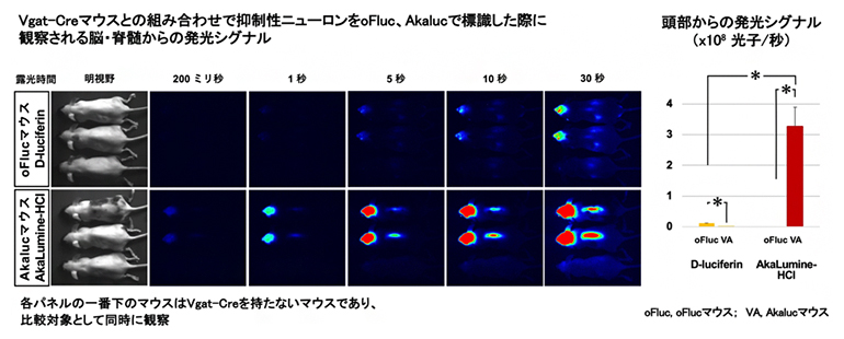 抑制性神経細胞の発光イメージングの図