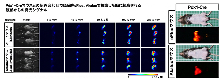 膵臓の発光イメージング（左）と膵臓から発光した光の色の違い（右）の図