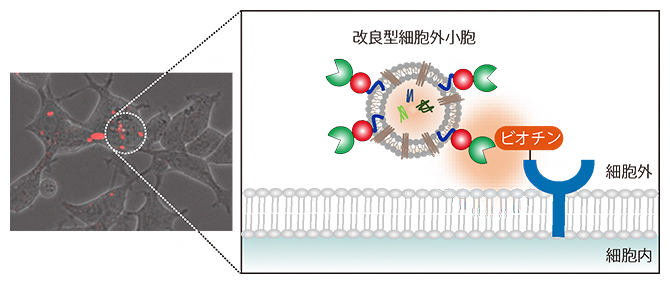 改良型細胞外小胞が細胞に取り込まれる軌跡が化学標識（ビオチン）によって照らされる概念図の画像