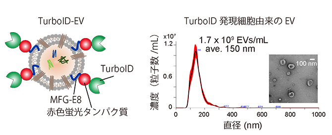 TurboID-EVとその特性の図