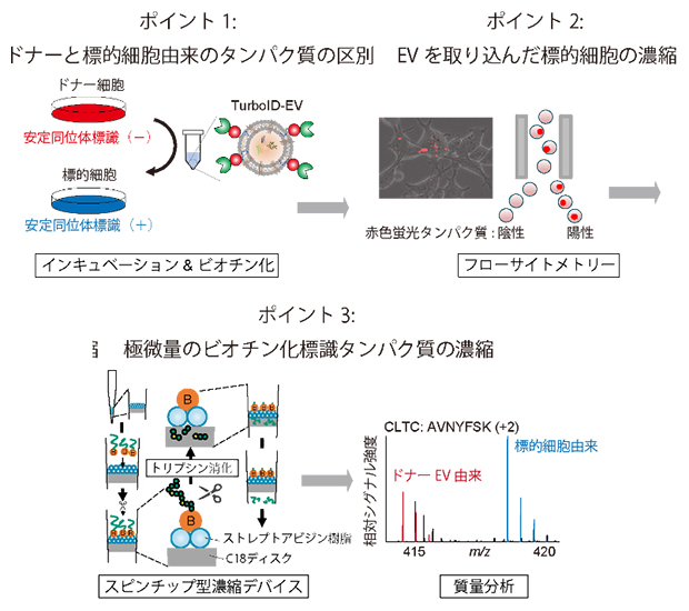 高感度プロテオーム解析技術の図