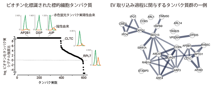本手法で同定したEVと近接する標的細胞由来のタンパク質の図