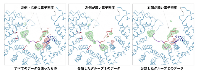 タンパク質の構造多型解析の応用事例の図