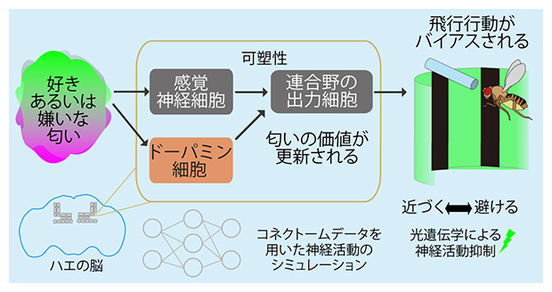 ドーパミン細胞は匂いの価値に応じて異なる反応を示し、さらに匂いの価値を更新するの図