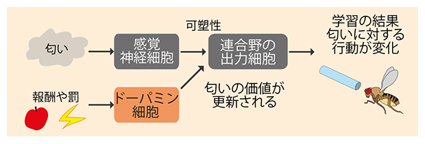 ドーパミン細胞が報酬や罰による連合学習で果たしている役割の図